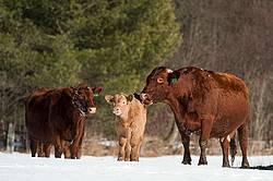 Beef Cows and Calves