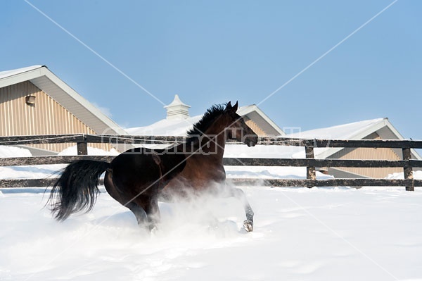 Dark bay Hanoverian horse galloping through deep snow