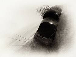 Close-up photo of horse eye