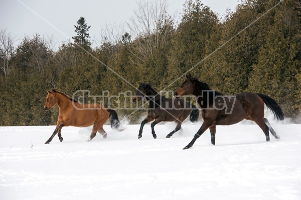 Horses running through deep snow