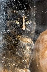 Calico cat looking out barn window