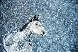 Photo of dapple gray horse in snowstorm