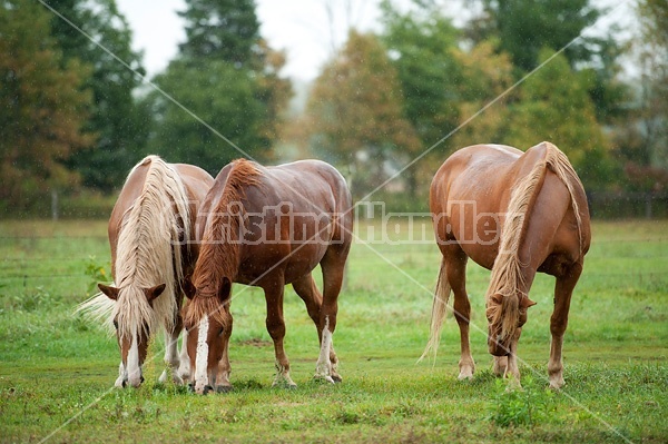 Three horses grazing in the rain