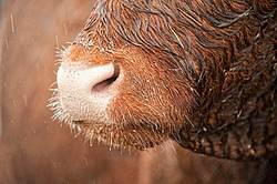 Closeup photo of cow nose