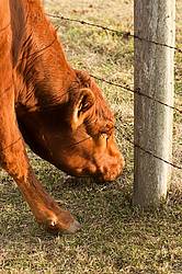 Beef heifer on pasture