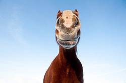 One horse photographed from a very low angle against a bright blue sky. 