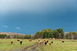 Cattle on Autumn Pasture