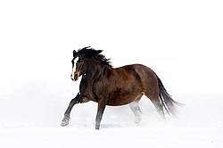 Dark bay horse galloping through deep snow