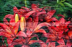 Multiple exposure of red lillies on barn boards