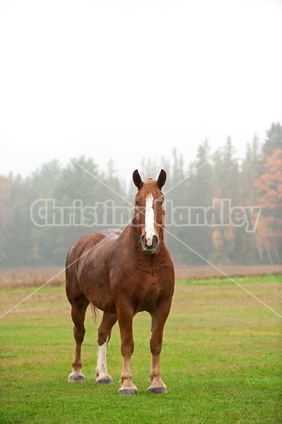 Belgian draft horse portrait