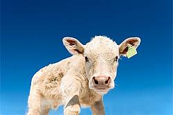 Charolais beef calf with blue sky in background