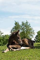 Rocky Mountain Horse foal