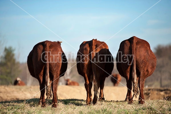 Three Beef Cows