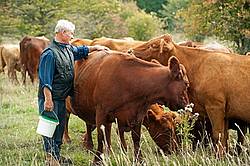 Farmer checking on cattle on summer pasture, giving them back  scratches