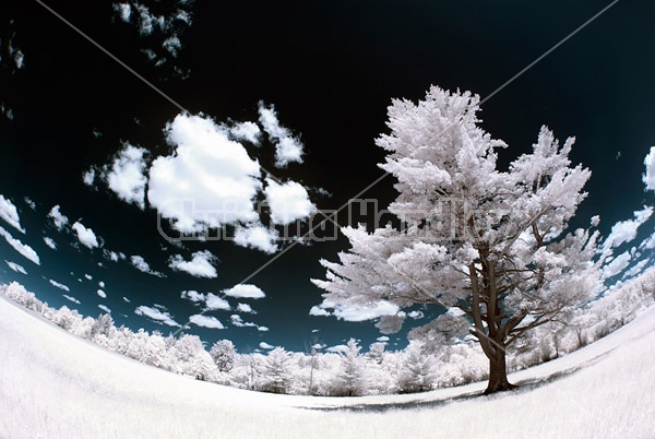 Field with large and old spruce tree photographed in infrared with a fisheye lens