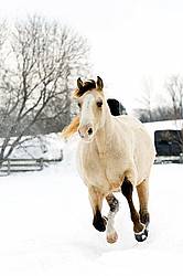 Rocky Mountain Horse Running in Deep Snow