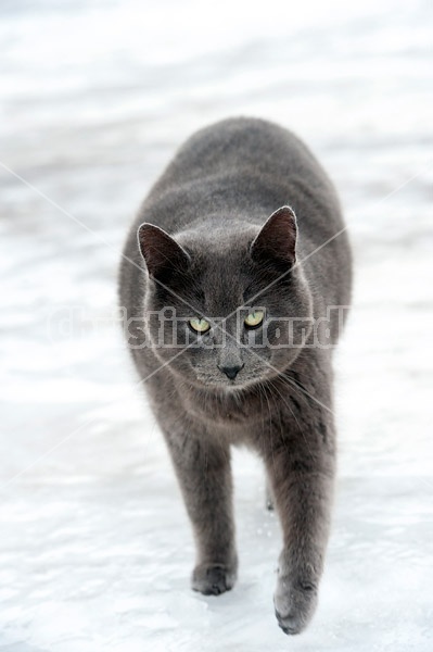 Gray cat walking in snow