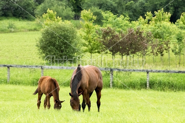 Thoroughbred mare and foal