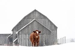 Beef cow standing outside in the falling snow