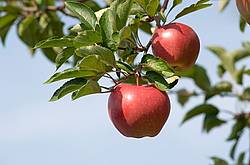 Apples on the tree