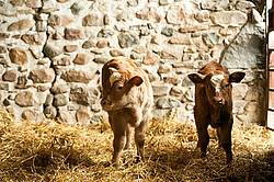Twin Beef Calves
