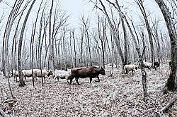 Beef Cattle Walking in Woods