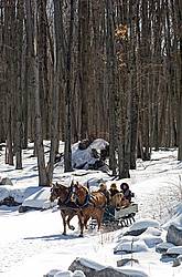 Horse drawn sleigh ride
