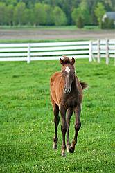 quarter horse foal
