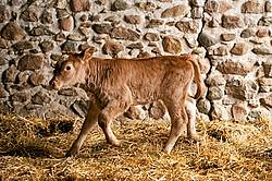Young Beef Calf