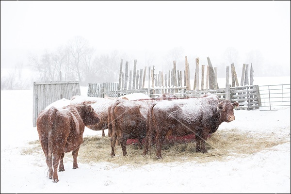 Cows in a snowstorm