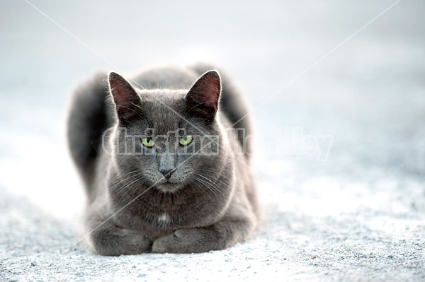 Gray cat laying outside
