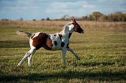 Young paint foal running through field.