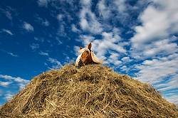 Belgian draft horse standing in hay pile