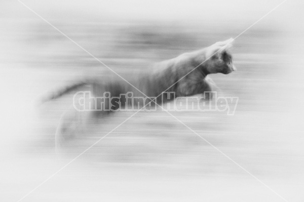 Cat running fast, blurred motion