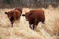 Beef Steers