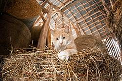 Orange barn cat palying with straw