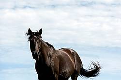 Black Rocky Mountain Horse photographed against big blue sky background