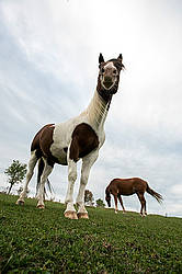 Paint horse in field