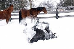 Horse rolling in deep snow