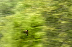 A panned horse face jumping through the greenery