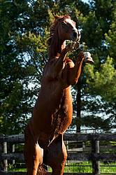 Chestnut thoroughbred horse rearing up