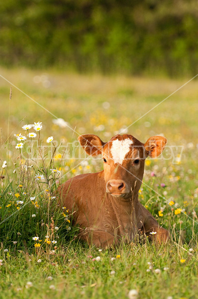 Baby beef calf