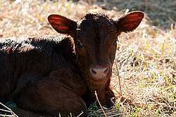 Backlit Beef calf