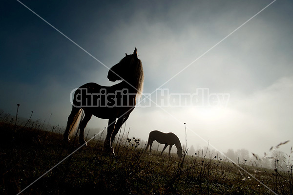 Two horses standing in field silhouetted against sky