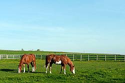 quarter horse on summer pasture