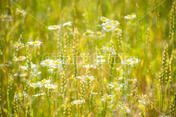 Multiple exposure photo of daisies and wheat