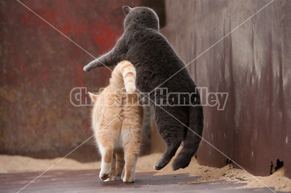 Cat pouncing on another cat
