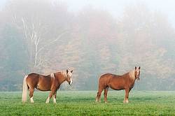 Two Belgian draft horses