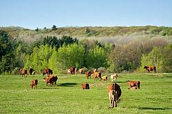 Beef Cattle on Pasture