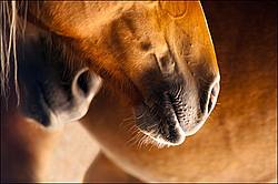 Closeup of horses muzzles